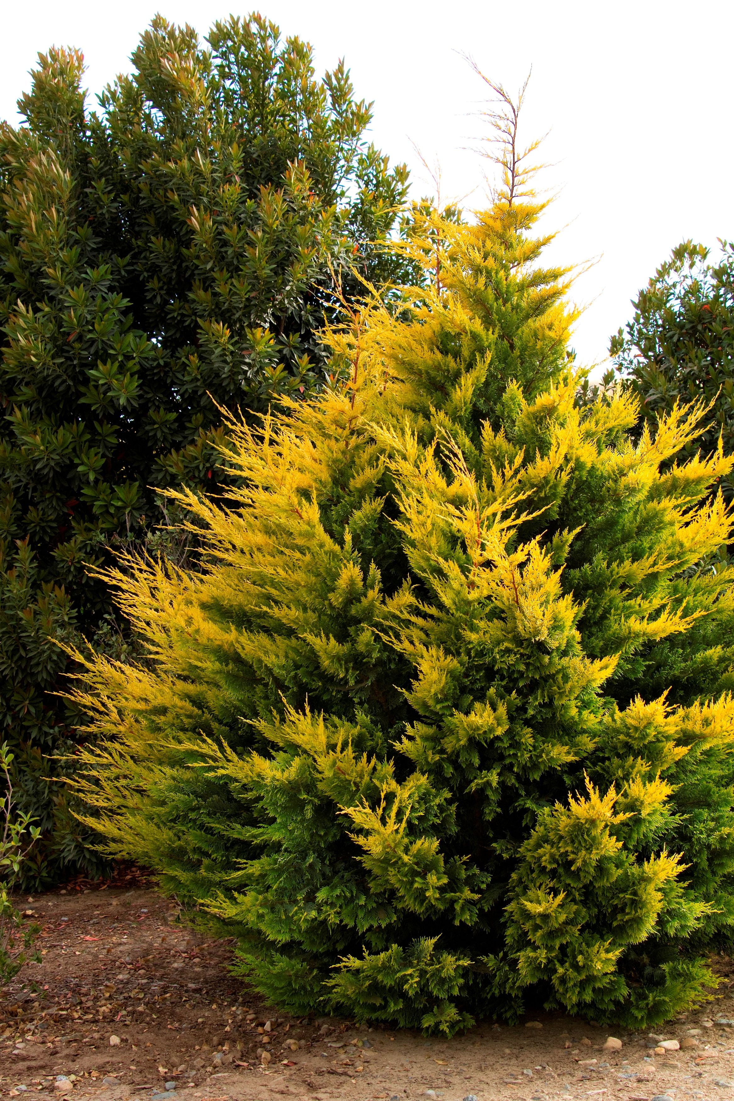 Cupressus leylandii 'Gold Rider'